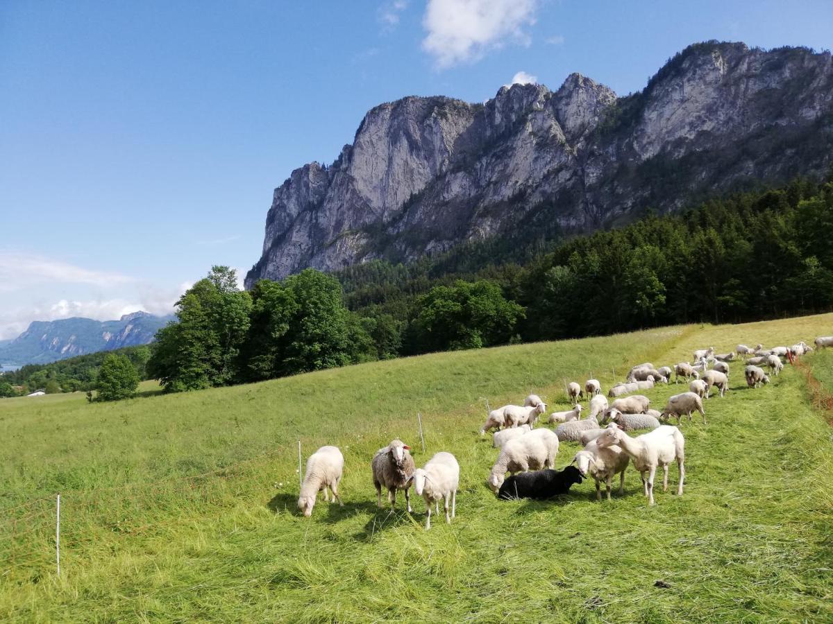 Am Mondseeblick Buitenkant foto